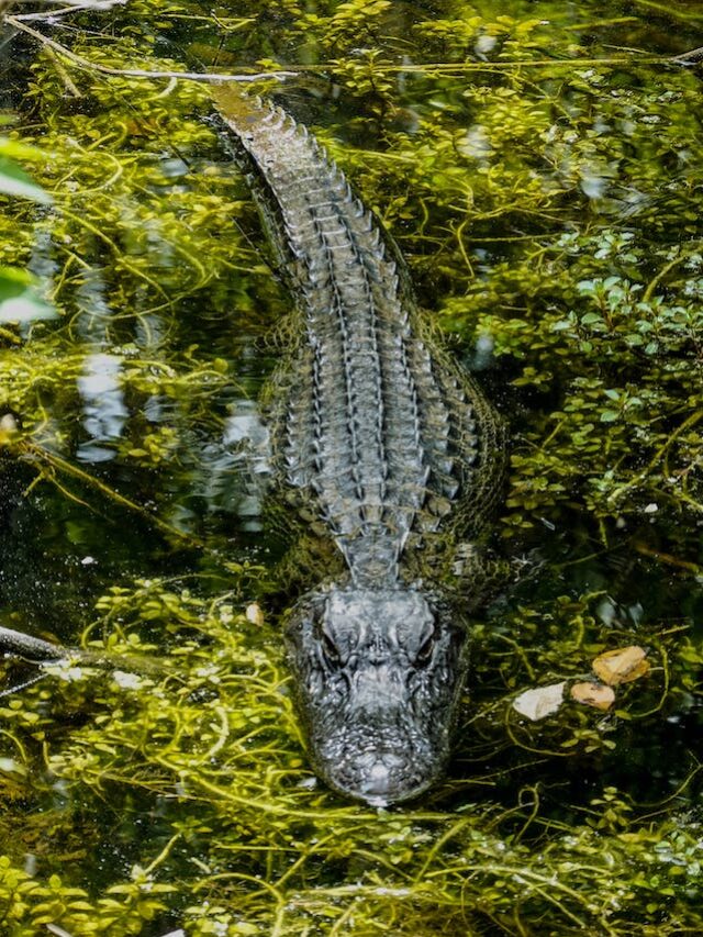 Alligators In Florida